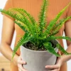 Kimberly Queen Fern Live Plant - 4 Inch Pot - Indoor & Outdoor Green Fern - Image 1