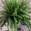 Kimberly Queen Fern Live Plant - 4" Potted - Indoor/Outdoor - Image 1
