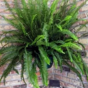 Kimberly Queen Fern Live Plant - 4