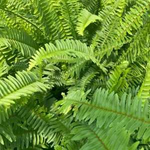 Kimberly Queen Fern Live Plant - 4