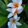 King Kalakaua Plumeria Unrooted Cutting 10-12 in - Tropical Frangipani Plant - Image 1