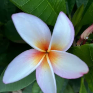King Kalakaua Plumeria Unrooted Cutting 10-12 in - Tropical Frangipani Plant - Image 2