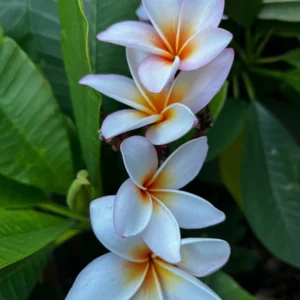 King Kalakaua Plumeria Unrooted Cutting 10-12 in - Tropical Frangipani Plant - Image 3