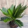 King Sago Palm Live Plant – 6 inch Pot – Exotic Indoor & Outdoor Accent - Image 1