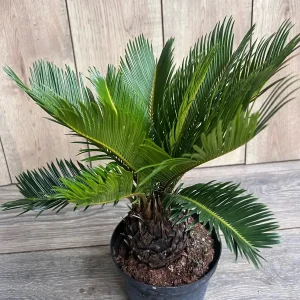 King Sago Palm Live Plant – 6 inch Pot – Exotic Indoor & Outdoor Accent - Image 2