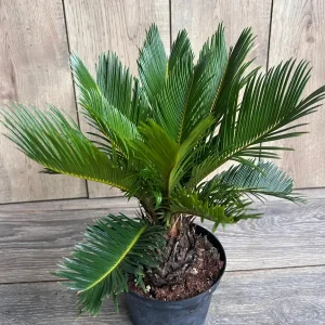 King Sago Palm Live Plant – 6 inch Pot – Exotic Indoor & Outdoor Accent - Image 6