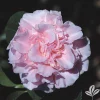 King's Ransom Camellia Live Plant – Soft Pink Blooms, 1 Gallon Pot, Evergreen Shrub - Image 1