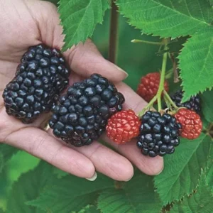 Kiowa Blackberry Starter Plug - Rubus 'Kiowa' Live Plant - 10 Count - Image 2