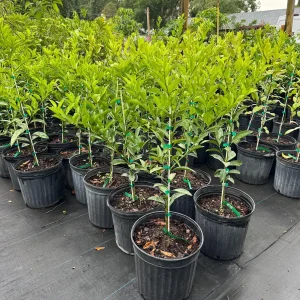 Kishu Seedless Mandarin Tree - Live Plant, 5 Gallon, 3 Feet Tall - Image 2