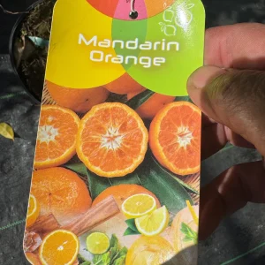 Kishu Seedless Mandarin Tree - Live Plant, 5 Gallon, 3 Feet Tall - Image 1