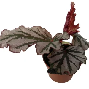 Kismet Begonia Live Plant – 2.5 inch Pot – Ruffled Silver Leaves – Indoor Houseplant - Image 4