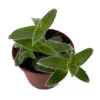 Kitten Ears Plant Live - Cyanotis Somaliensis - 2.5" Pot - Fuzzy Houseplant - Image 1
