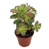 Kiwi Verde Aeonium Succulent Live Plant - 2.5 inch Pot - Indoor/Outdoor - Image 1