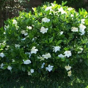 Kleim's Hardy Gardenia Live Plant - 6-10 Inches Tall, Fragrant Evergreen Shrub - Image 2