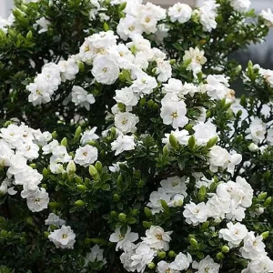 Kleim's Hardy Gardenia Live Plant - 6-10 Inches Tall, Fragrant Evergreen Shrub - Image 3