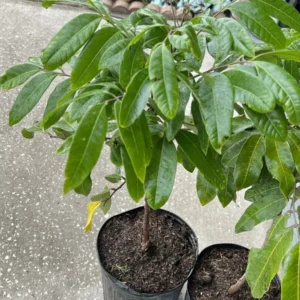 Kohala Longan Grafted Live Fruit Tree - 3ft Tall - Outdoor Planting - Image 3