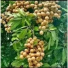 Kohala Longan Live Plant – 1/2 Gallon Pot – Sweet Tropical Fruit Tree - Image 1