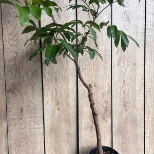 Kohala Longan Live Plant – 1/2 Gallon Pot – Sweet Tropical Fruit Tree - Image 3