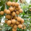 Kohala Longan Live Plant – Sweet Fruit Tree – 4 inch Pot – Outdoor - Image 1