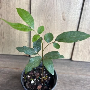 Kohala Longan Live Plant – Sweet Fruit Tree – 4 inch Pot – Outdoor - Image 2