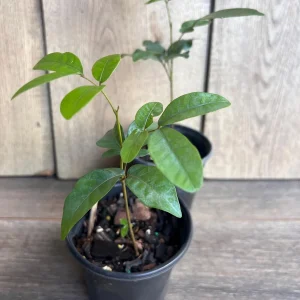 Kohala Longan Live Plant – Sweet Fruit Tree – 4 inch Pot – Outdoor - Image 4