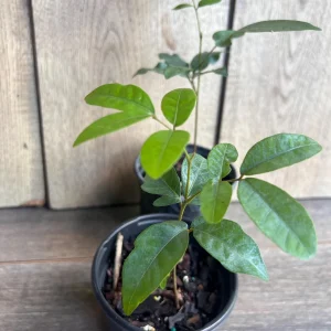 Kohala Longan Live Plant – Sweet Fruit Tree – 4 inch Pot – Outdoor - Image 5