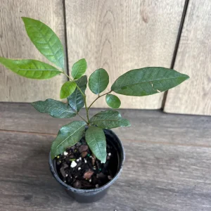 Kohala Longan Live Plant – Sweet Fruit Tree – 4 inch Pot – Outdoor - Image 8