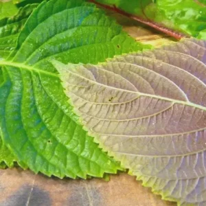 Korean Shiso Seeds (Perilla) - Warm Season Annual Herb - 70 Days Maturity - Image 1