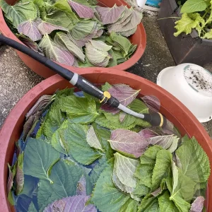 Korean Shiso Seeds (Perilla) - Warm Season Annual Herb - 70 Days Maturity - Image 4