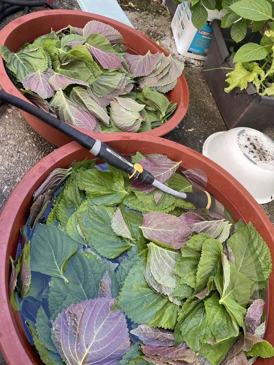 Korean Shiso Seeds (Perilla) - Warm Season Annual Herb - 70 Days Maturity - Image 4