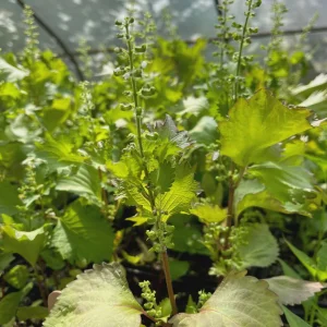 Korean Shiso Seeds (Perilla) - Warm Season Annual Herb - 70 Days Maturity - Image 5