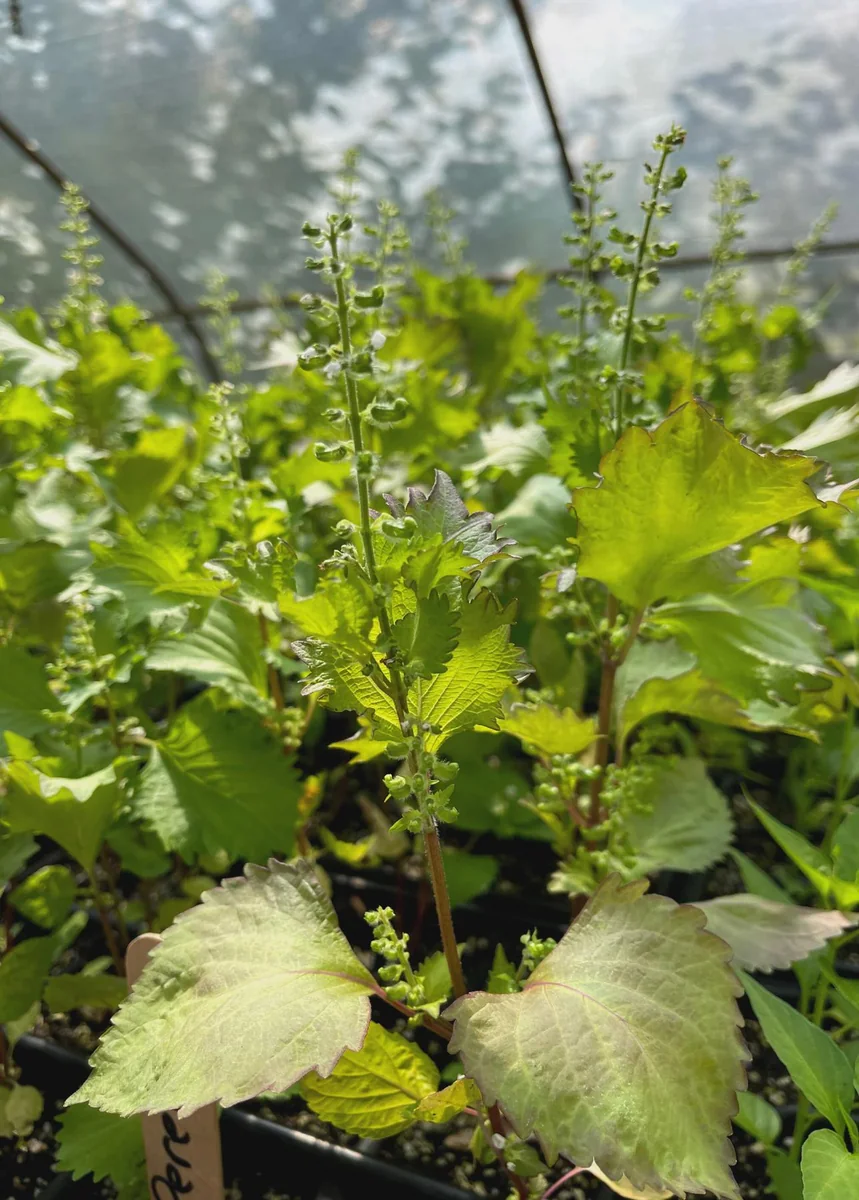 Korean Shiso Seeds (Perilla) - Warm Season Annual Herb - 70 Days Maturity - Image 5