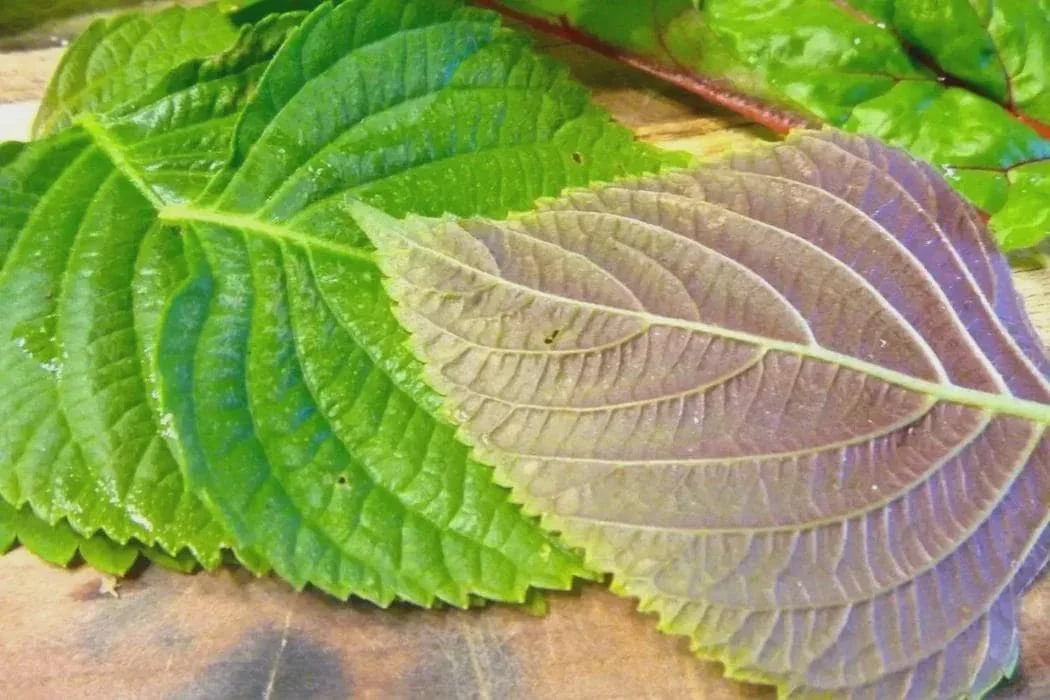 Korean Shiso Seeds (Perilla) - Warm Season Annual Herb - 70 Days Maturity - Image 1
