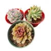 Korean Succulent Trio (Melody) Live Plant - Assorted 4 Inch Succulents - Image 1