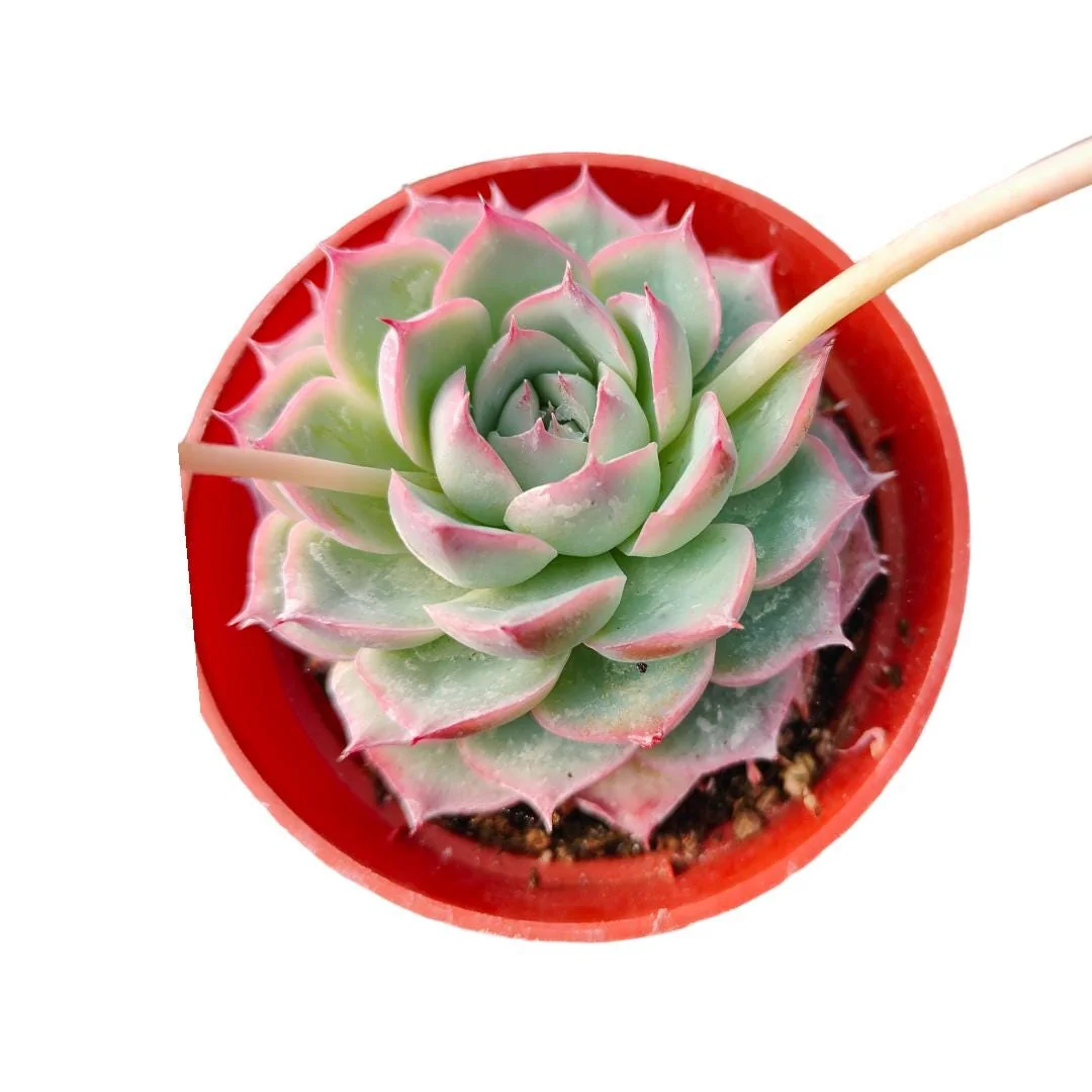 Korean Succulent Trio (Melody) Live Plant - Assorted 4 Inch Succulents - Image 2