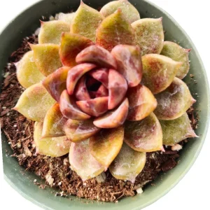 Korean Succulent Trio (Melody) Live Plant - Assorted 4 Inch Succulents - Image 3