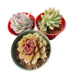 Korean Succulent Trio (Melody) Live Plant - Assorted 4 Inch Succulents - Image 1