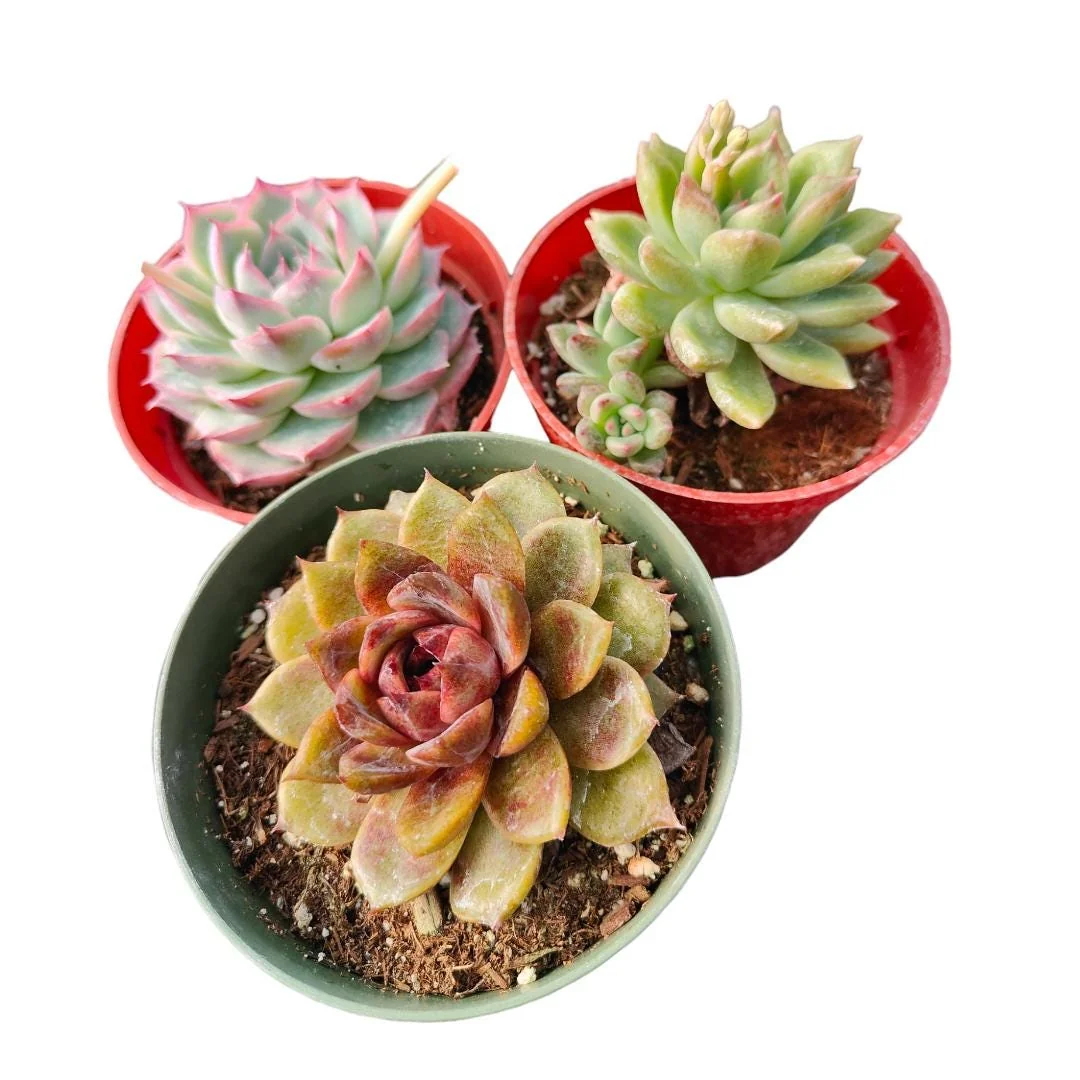 Korean Succulent Trio (Melody) Live Plant - Assorted 4 Inch Succulents - Image 1