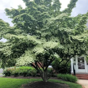Kousa Dogwood Live Plant – Quart Pot – Ornamental Flowering Tree – White Flowers - Image 10