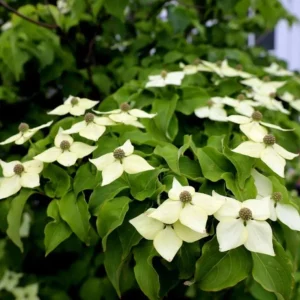 Kousa Dogwood Live Plant – Quart Pot – Ornamental Flowering Tree – White Flowers - Image 3