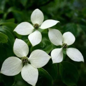 Kousa Dogwood Live Plant – Quart Pot – Ornamental Flowering Tree – White Flowers - Image 6