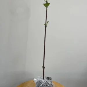 Kousa Dogwood Live Plant – Quart Pot – Ornamental Flowering Tree – White Flowers - Image 7