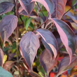 Kousa Dogwood Live Plant – Quart Pot – Ornamental Flowering Tree – White Flowers - Image 8