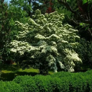 Kousa Dogwood Live Plant – Quart Pot – Ornamental Flowering Tree – White Flowers - Image 9
