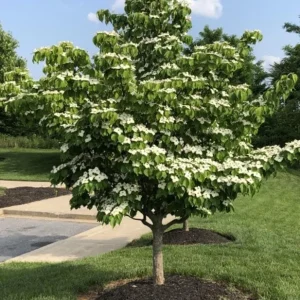 Kousa Japanese Dogwood Tree - Live Plant Seedling - 6-12" Tall - Quart Pot - Outdoor - Image 1