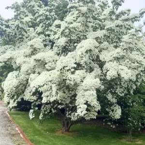 Kousa Japanese Dogwood Tree - Live Plant Seedling - 6-12