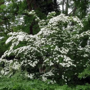 Kousa Japanese Dogwood Tree - Live Plant Seedling - 6-12" Tall - Quart Pot - Outdoor - Image 2
