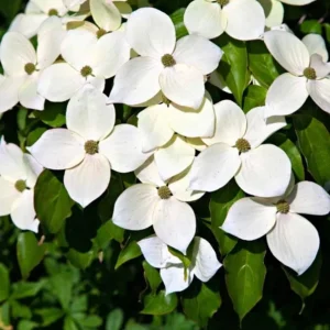 Kousa Japanese Dogwood Tree - Live Plant Seedling - 6-12
