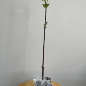 Kousa Japanese Dogwood Tree - Live Plant Seedling - 6-12