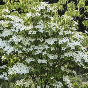Kousa Japanese Dogwood Tree - Live Plant Seedling - 6-12